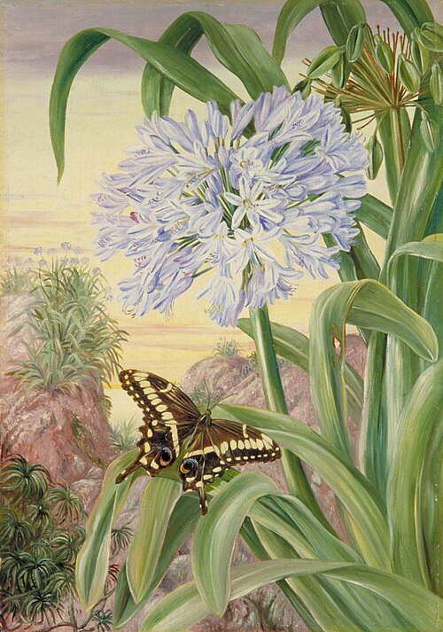 Blue Lily and a Large Butterfly, Natal, 1882, Marianne North