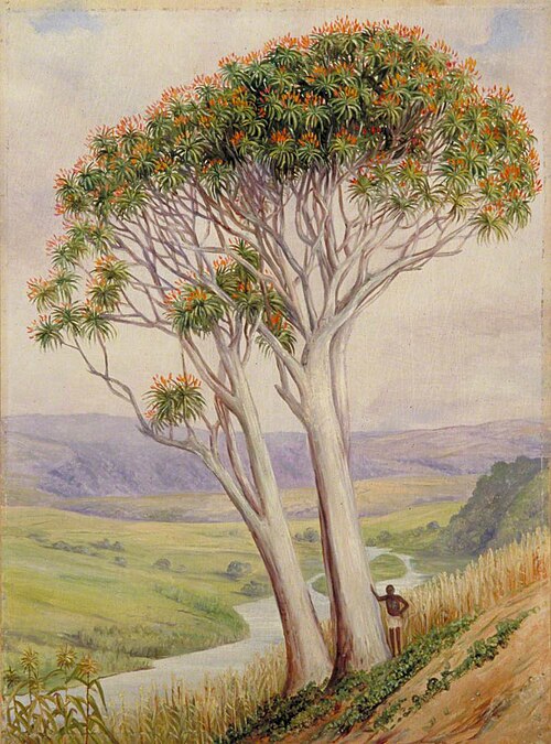 A Remnant of the Past near Verulam, Natal, 1882, Marianne North