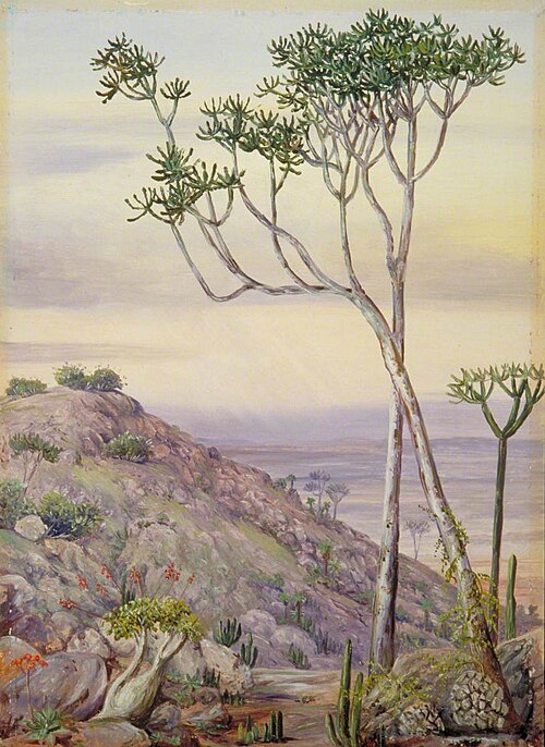 Vegetation on the Hills near Grahamstown, 1882, Marianne North