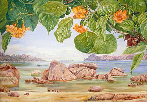 Foliage, Flowers and Fruit of a Common Tree of the Sea-Shore, Praslin, 1882, Marianne North