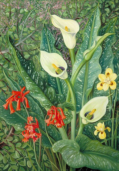 Four South African Plants, 1882, Marianne North