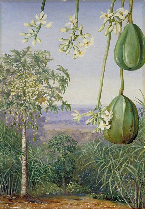 Male Papaw with Flowers and Imperfect Fruit, 1882, Marianne North