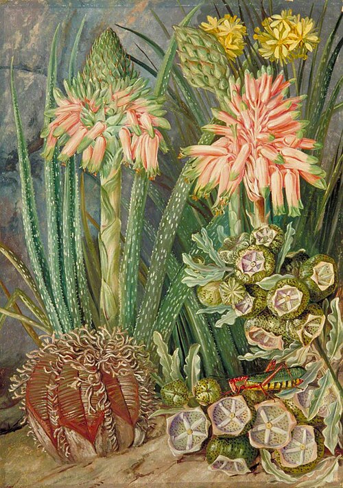 Some Grotesque Plants from the Karroo, South Africa, 1882, Marianne North