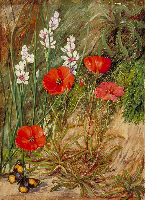 A South African Sundew and Associate, 1882, Marianne North