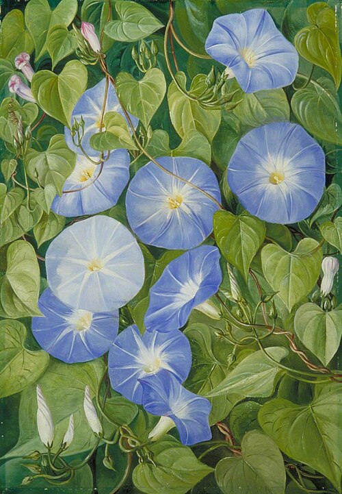 Morning Glory, Natal, 1882, Marianne North