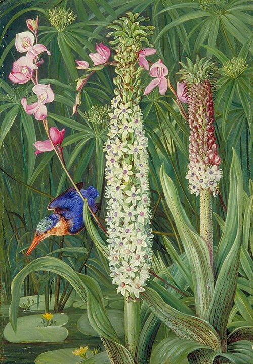 Water-Loving Plants and Kingfisher near Grahamstown, 1882, Marianne North
