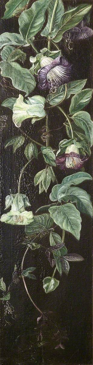 Climbing Plant with Purple Flowers on a Black Background*, 1882, Marianne North