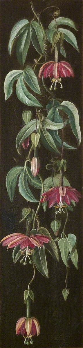 Exotic Flowering Plant on a Black Background*, 1882, Marianne North