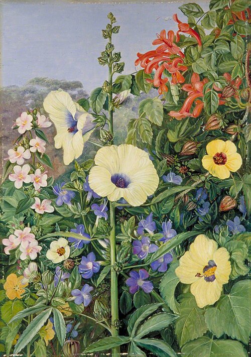 Various Species of Hibiscus with Tecoma and Barleria, Natal, 1882, Marianne North
