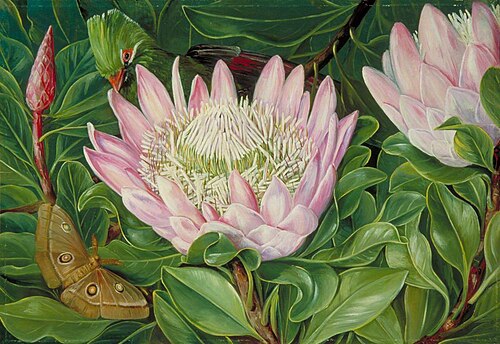 Not One Flower but Many in One, Van Staaden's Kloof, 1882, Marianne North