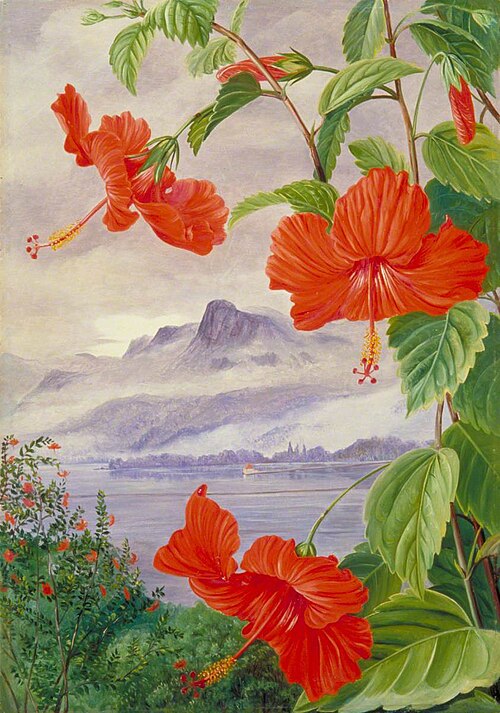 Mandrinette and Mountain Home of the Pitcher Plant in the Distance, 1882, Marianne North