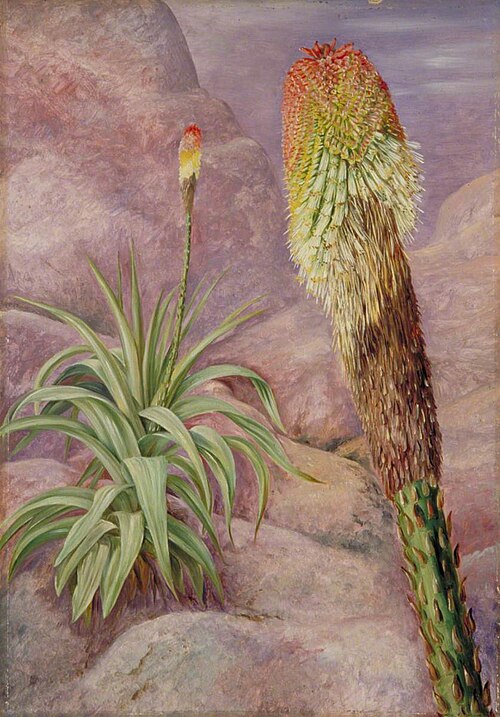 A Giant Kniphofia near Grahamstown, 1882, Marianne North