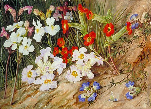 Root Parasites and Blue Blepharis, Port Elizabeth, 1882, Marianne North
