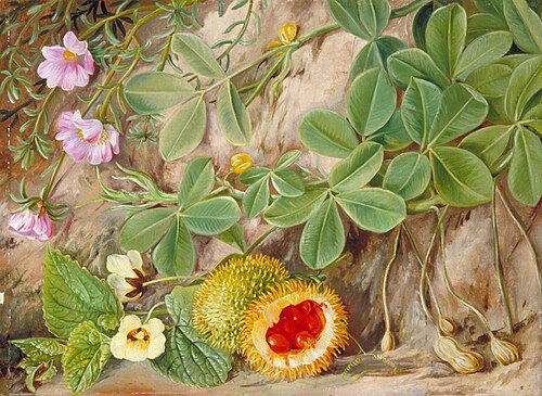 Earth-Nut and a Prickly Gourd, St John's, Kaffraria, 1882, Marianne North
