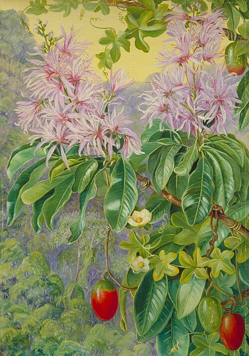 Wild Chesnut and Climbing Plant of South Africa, 1882, Marianne North