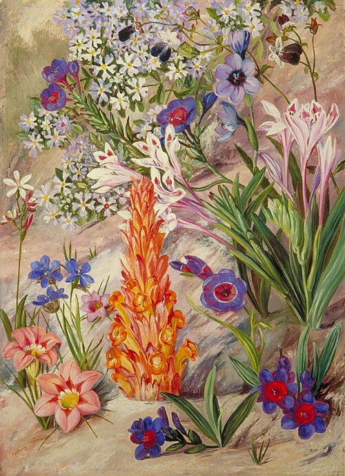 A Medley from Groot Post, South Africa, 1882, Marianne North