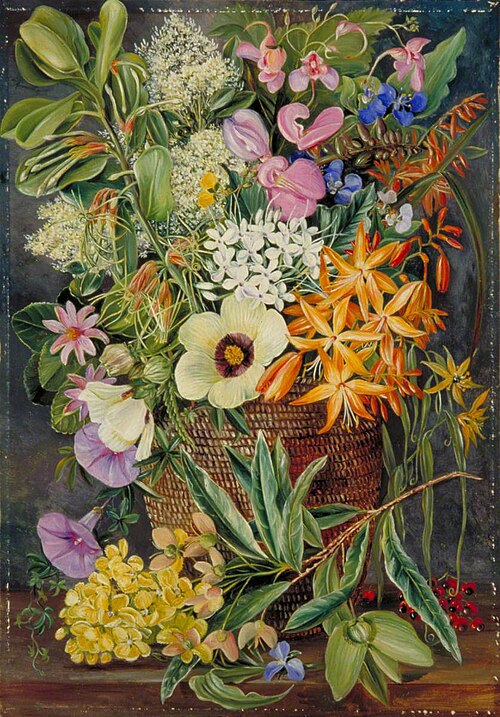 Flowers of St Johns in Pondo Basket, 1882, Marianne North