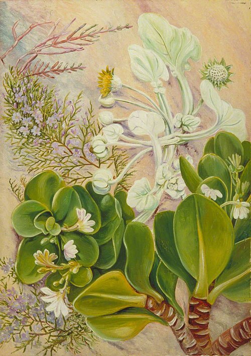 Plants of the Sandy-Shore at Port Alfred, South Africa, 1882, Marianne North