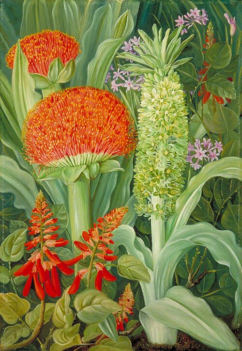 Haemanthus and Other South African Flowers, 1882, Marianne North