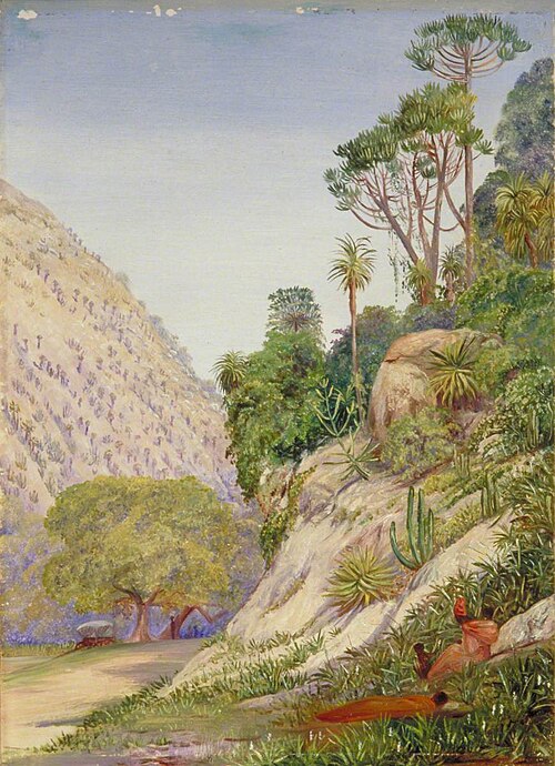 View with Aloes and Euphorbia near Grahamstown, 1882, Marianne North