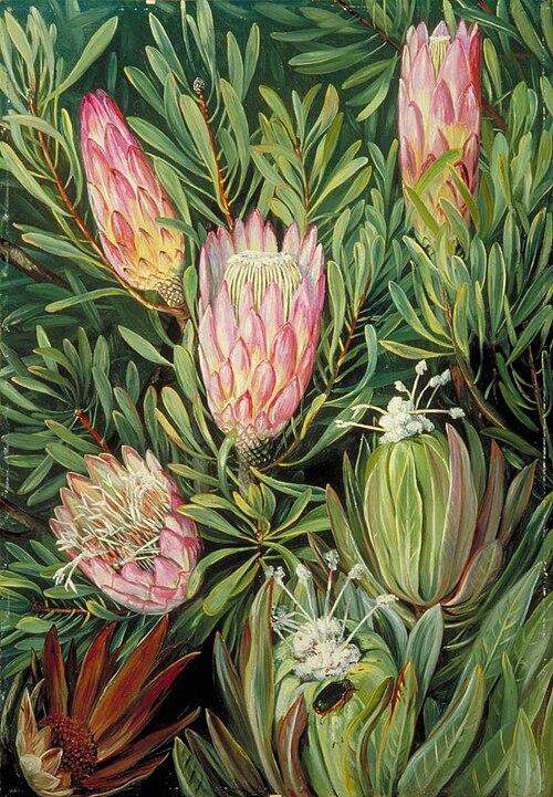Antics of Ants among the Flowers, 1882, Marianne North
