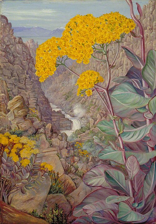 View of the Valley of Ceres from Mitchell's Pass, 'Cabbage Plant' in Front, 1882, Marianne North