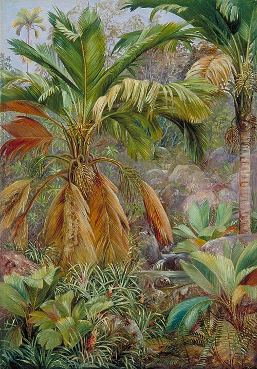 Wild Pine Apples and Stevensonia, and Other Palms, Praslin, 1882, Marianne North