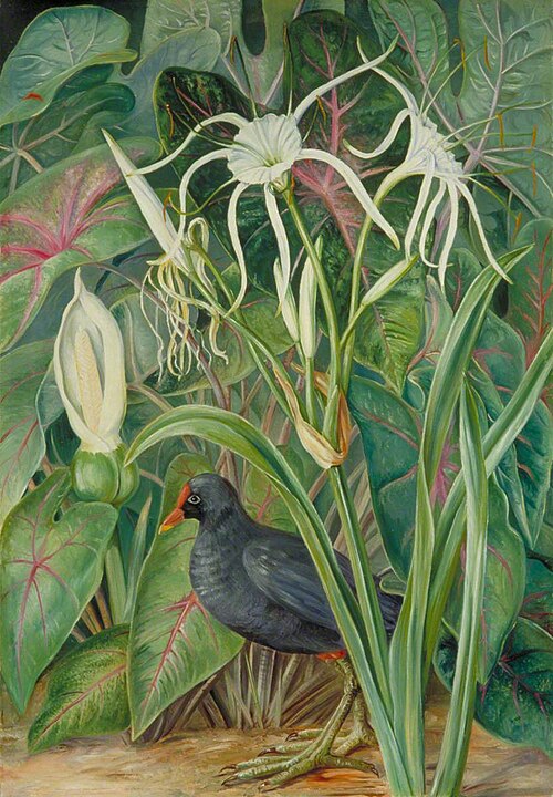 A Swamp Plant and Moorhen, Seychelles, 1882, Marianne North