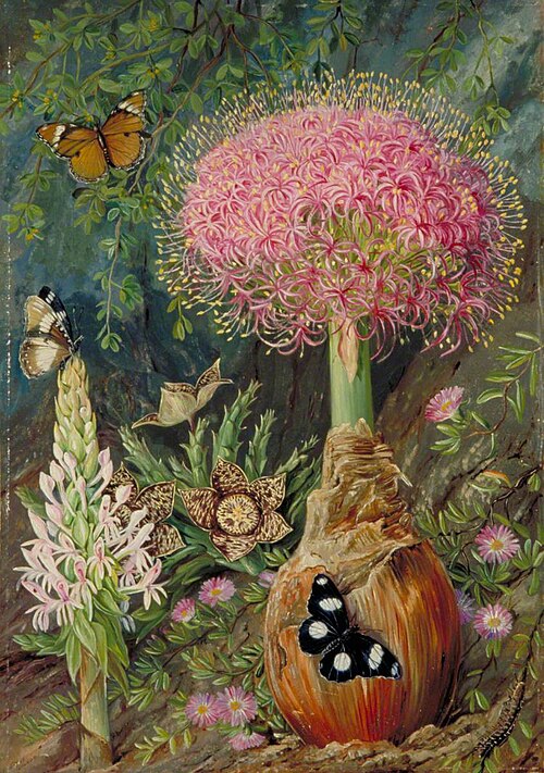 Buphane toxicara and Other Flowers of Grahamstown, 1882, Marianne North