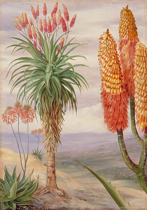 Aloes at Natal, 1882, Marianne North