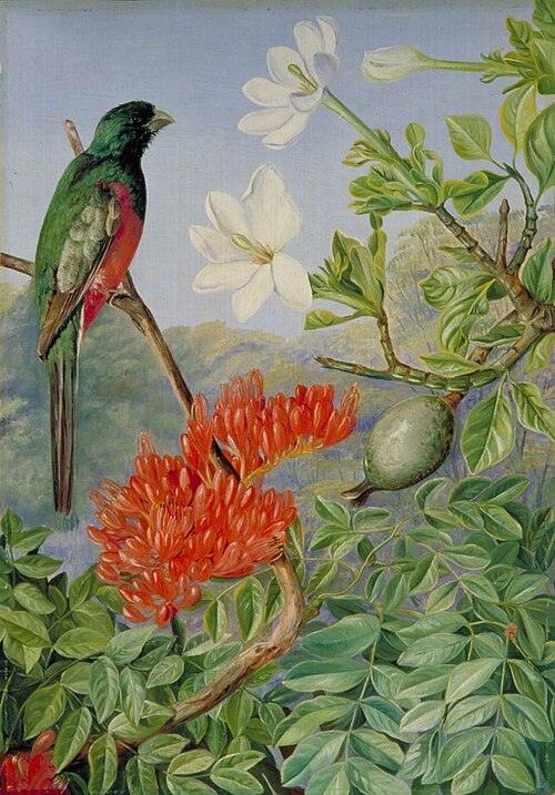 Two Flowering Shrubs of Natal and a Trogon, 1882, Marianne North