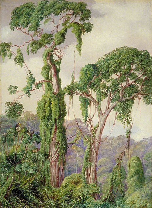 Yellow-Wood Trees and Creepers in the Perie Bush, 1882, Marianne North