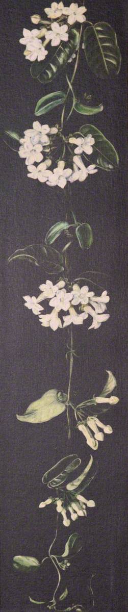 Plant with White Flowers on a Black Background*, 1882, Marianne North
