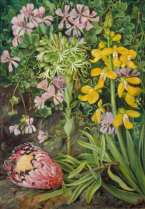 An Old Friend and Its Associates in South Africa, 1882, Marianne North