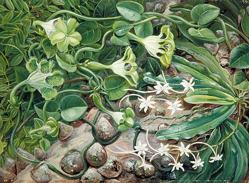 The Knobwood and Flowers of Natal, 1882, Marianne North
