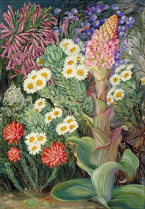 A Selection of Flowers from Table Mountain, Cape of Good Hope, 1882, Marianne North