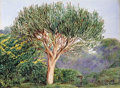 A Tree Euphorbia, Natal, 1882, Marianne North