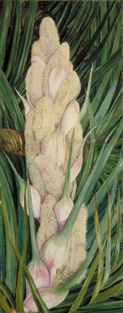 Male Inflorescence and Foliage of a Screw Pine, Natal, 1882, Marianne North