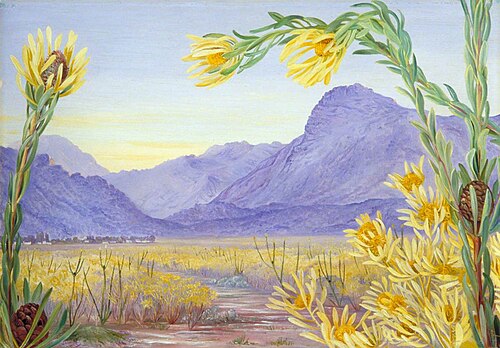 Looking over an Expanse of Leucadendron towards Ceres and Mitchell's Pass, 1882, Marianne North