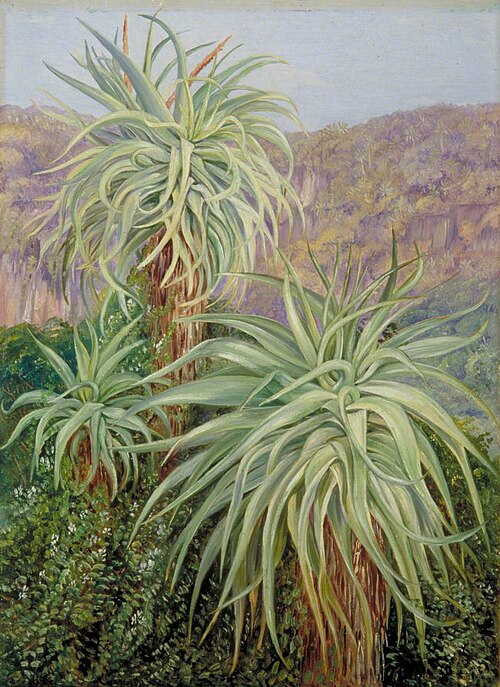 Aloes and Plumbago near Grahamstown, South Africa, 1882, Marianne North