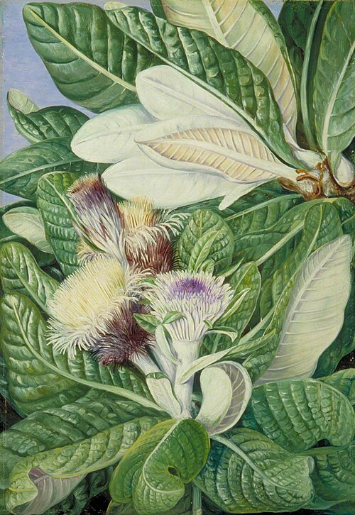 A Mountaineer from the Hills near Grahamstown, 1882, Marianne North
