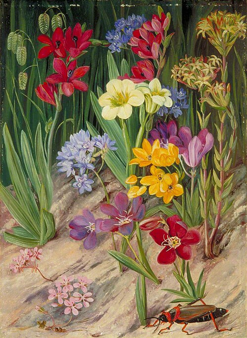 Flowers of Tulbagh, South Africa, 1882, Marianne North