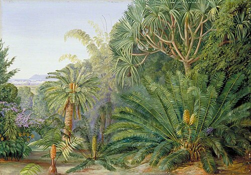 Cycads, Screw-Pines and Bamboos with Durban in the Distance, 1882, Marianne North