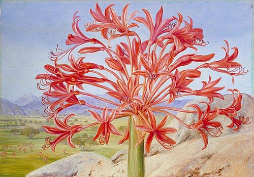 Brunsvigia multiflora near Queenstown, South Africa, 1882, Marianne North
