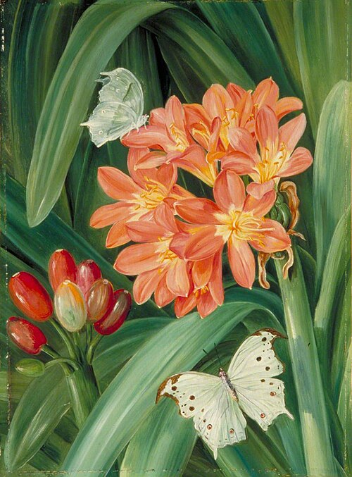 Clivia miniata and Moths, Natal, 1882, Marianne North