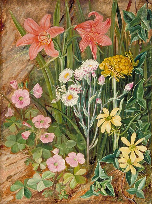 White and Yellow Everlastings (with Varieties of Mantis to Match) and Other Natal Flowers, 1882, Marianne North