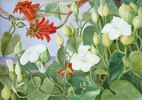 White Convolvulus and Kaffirboom, Painted at Durban, Natal, 1882, Marianne North