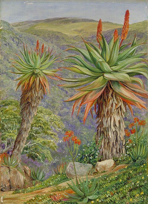 Tree Aloes and Mesembryanthemums above Van Staaden's Kloof, South Africa, 1882, Marianne North