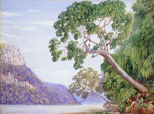 Kaffir Plumtrees Overhanging St John's River, Kaffraria, 1882, Marianne North