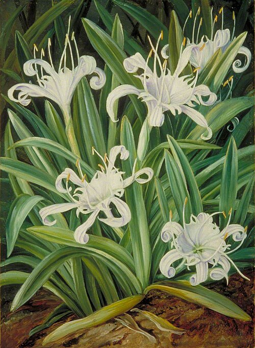 An Asiatic Pancratium Colonised in the Seychelles, 1883, Marianne North